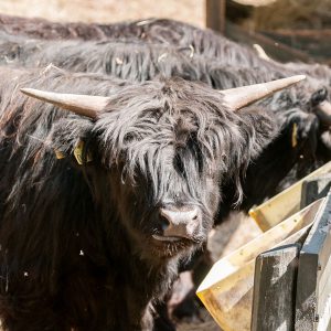 Benyt lejligheden til at besøge vores Highland Cattle i Tossearken ved Tosselilla